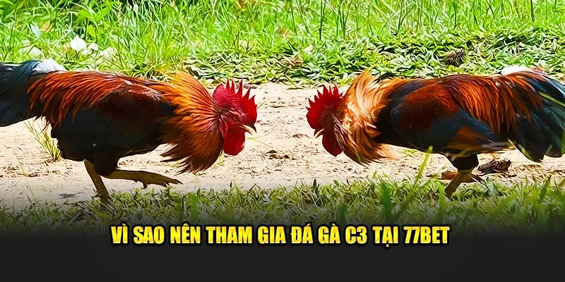 Vì sao nên tham gia đá gà C3 tại 77Bet 